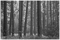 Pine trees bordering Cook Meadow. Yosemite National Park, California, USA. (black and white)