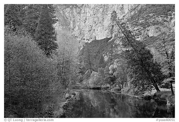 Trees in fall foliage bordering Merced River. Yosemite National Park (black and white)