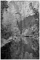 Trees in autumn foliage reflected in Merced River. Yosemite National Park ( black and white)