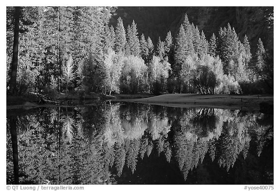 Sunlit trees and reflections, Merced River. Yosemite National Park (black and white)