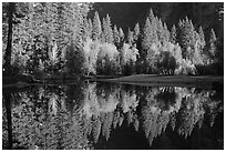 Sunlit trees and reflections, Merced River. Yosemite National Park, California, USA. (black and white)