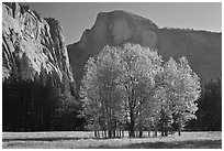 Aspen stand and Half-Dome, morning. Yosemite National Park, California, USA. (black and white)