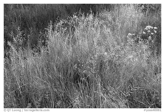 Close-up of grasses in autumn. Yosemite National Park, California, USA.