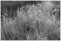 Close-up of grasses in autumn. Yosemite National Park ( black and white)