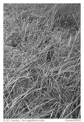 Grasses and morning frost. Yosemite National Park (black and white)