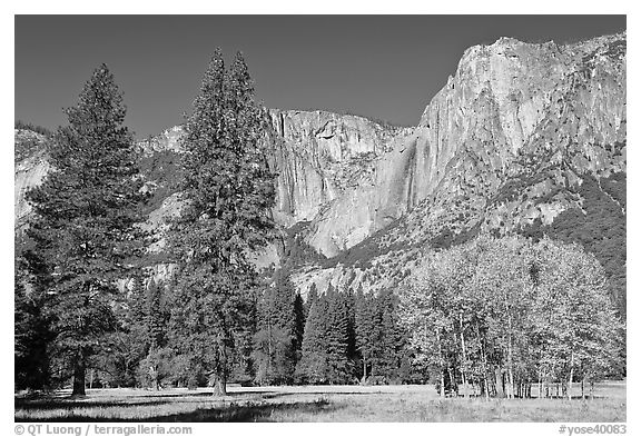 Aspens, pine trees, and Yosemite Falls wall in autum. Yosemite National Park, California, USA.