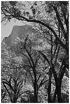 Oak trees and Half-Dome. Yosemite National Park, California, USA. (black and white)