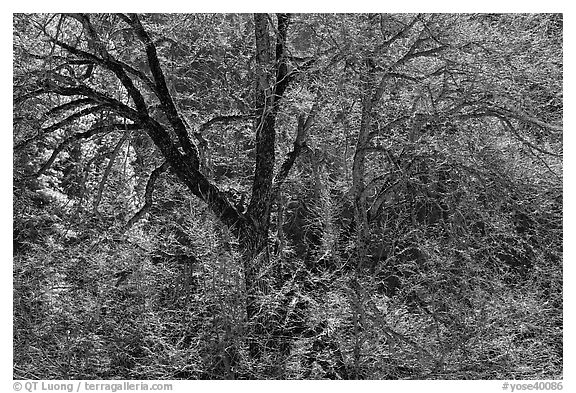 Backlit Elm tree branches. Yosemite National Park (black and white)