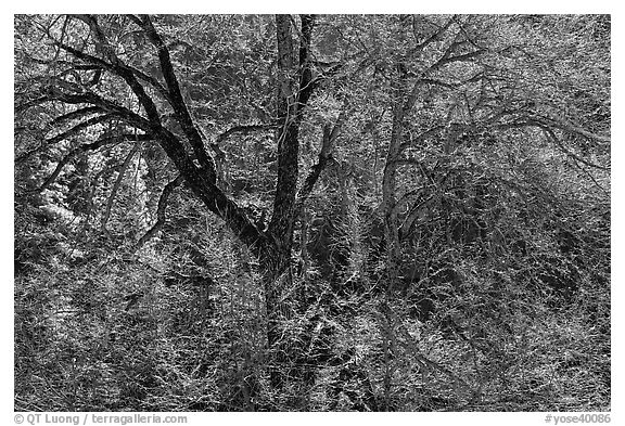 Backlit Elm tree branches. Yosemite National Park, California, USA.