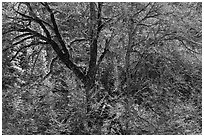 Backlit Elm tree branches. Yosemite National Park, California, USA. (black and white)