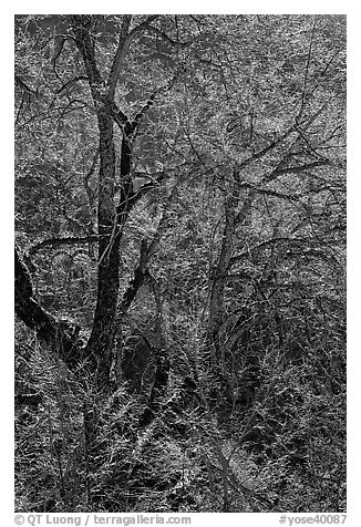 Branches of Elm tree and light. Yosemite National Park, California, USA.