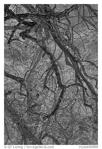 Dendritic branches pattern. Yosemite National Park (black and white)