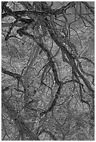 Dendritic branches pattern. Yosemite National Park, California, USA. (black and white)