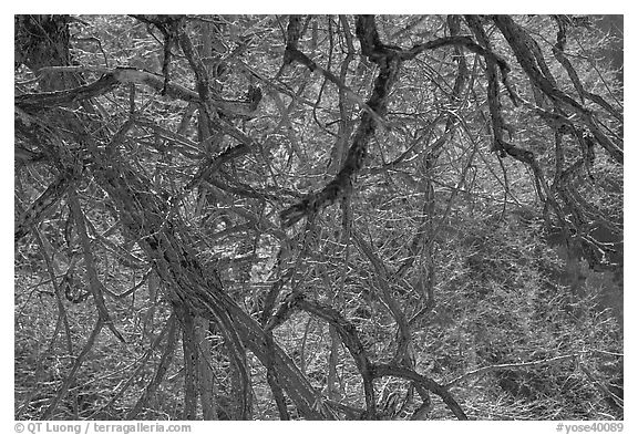 Backlit branches. Yosemite National Park (black and white)