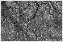 Backlit branches. Yosemite National Park, California, USA. (black and white)