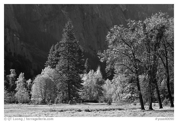 Trees in various foliage stages in Cook Meadow. Yosemite National Park (black and white)