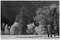 Trees in various foliage stages in Cook Meadow. Yosemite National Park, California, USA. (black and white)