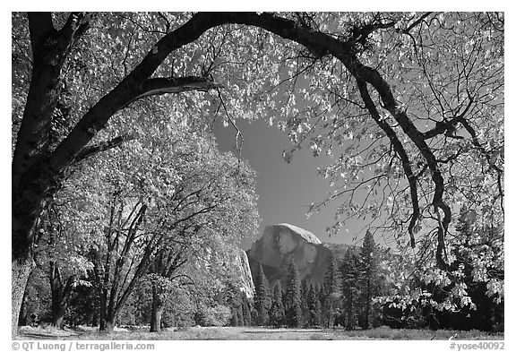 Arched branch with autumn leaves and Half-Dome. Yosemite National Park (black and white)