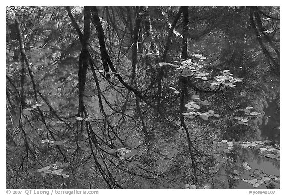 Reflections of cliffs and trees in creek. Yosemite National Park, California, USA.