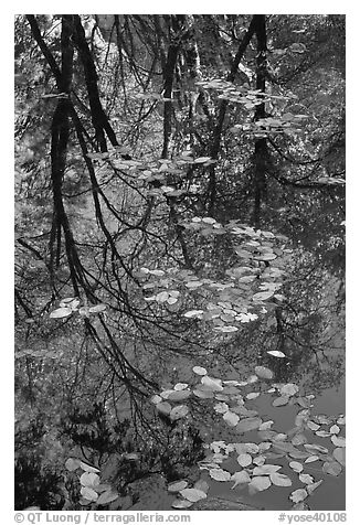 Fallen leaves and reflections. Yosemite National Park (black and white)