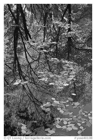 Fallen leaves and reflections. Yosemite National Park, California, USA.