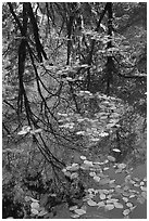 Fallen leaves and reflections. Yosemite National Park, California, USA. (black and white)