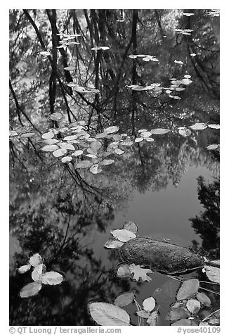 Creek with trees in autumn color reflected. Yosemite National Park, California, USA.