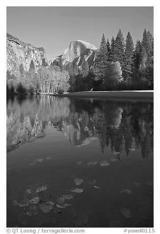 Fallen leaves, Merced River, and Half-Dome reflections. Yosemite National Park, California, USA.