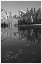 Fallen leaves, Merced River, and Half-Dome reflections. Yosemite National Park, California, USA. (black and white)