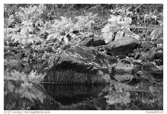 Ferms, mossy boulders, and reflections. Yosemite National Park, California, USA.