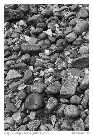 Pebbles and fallen leaves. Yosemite National Park (black and white)