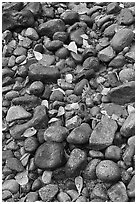 Pebbles and fallen leaves. Yosemite National Park, California, USA. (black and white)