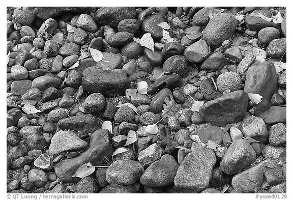 Autumn leaves and pebbles. Yosemite National Park (black and white)