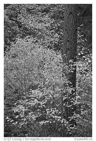 Dogwoods in autum foliage and trunk. Yosemite National Park, California, USA.