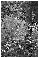 Dogwoods in autum foliage and trunk. Yosemite National Park, California, USA. (black and white)