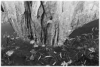 El Capitan reflection. Yosemite National Park ( black and white)