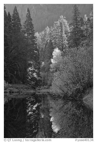 Sunlit autumn tree, Merced River. Yosemite National Park (black and white)