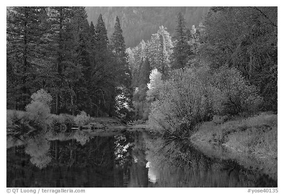 Bright autumn tree, Merced River. Yosemite National Park (black and white)