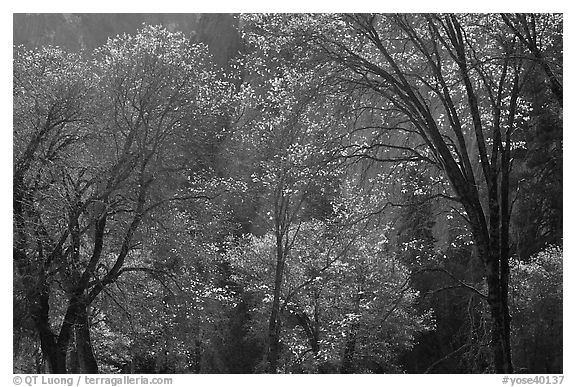 Backlit oak trees with sparse leaves, El Capitan Meadow. Yosemite National Park (black and white)