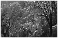 Backlit oak trees with sparse leaves, El Capitan Meadow. Yosemite National Park ( black and white)