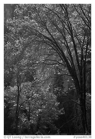 Oak trees and dark cliff, El Capitan Meadow. Yosemite National Park (black and white)