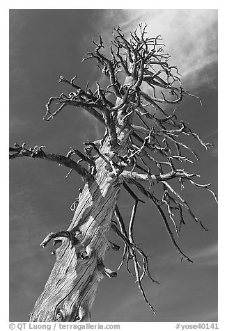 Dead Lodgepole Pine. Yosemite National Park, California, USA.