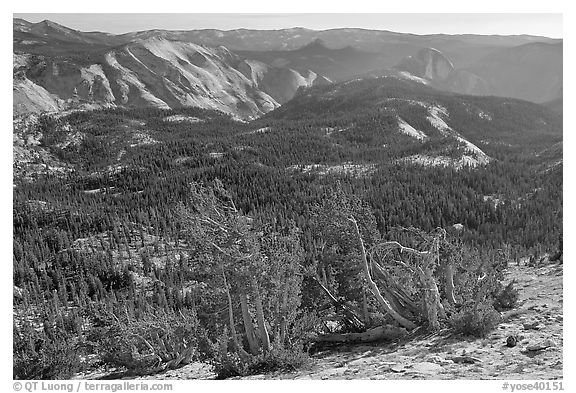 Wind-curved trees, Clouds Rest and Half-Dome from Mount Hoffman. Yosemite National Park, California, USA.