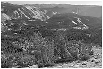 Wind-curved trees, Clouds Rest and Half-Dome from Mount Hoffman. Yosemite National Park, California, USA. (black and white)