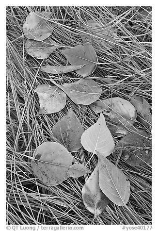 Frosted aspen leaves and grass. Yosemite National Park (black and white)