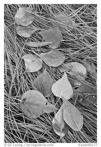 Frosted aspen leaves and grass. Yosemite National Park, California, USA.