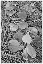 Frosted aspen leaves and grass. Yosemite National Park, California, USA. (black and white)