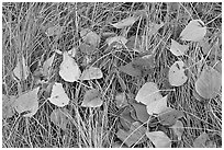 Leaves and grass with frost. Yosemite National Park, California, USA. (black and white)