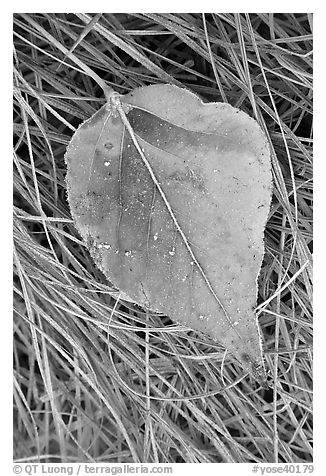 Close-up of Frosted aspen leaf. Yosemite National Park (black and white)