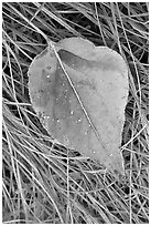Close-up of Frosted aspen leaf. Yosemite National Park, California, USA. (black and white)